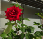 DSC00724