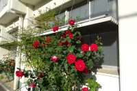DSC00726