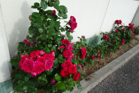 DSC00957