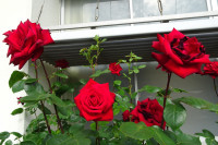DSC00958