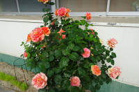 DSC00959
