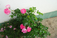 DSC00961