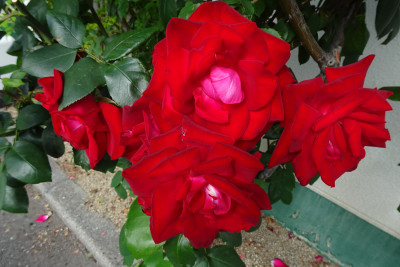 DSC00960