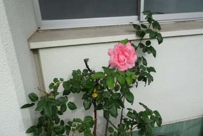 DSC01368
