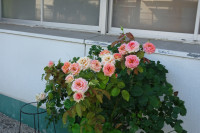 DSC02284