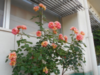DSCN1270