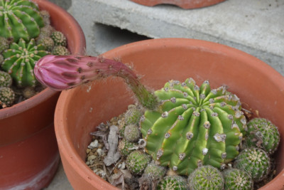 DSC02526